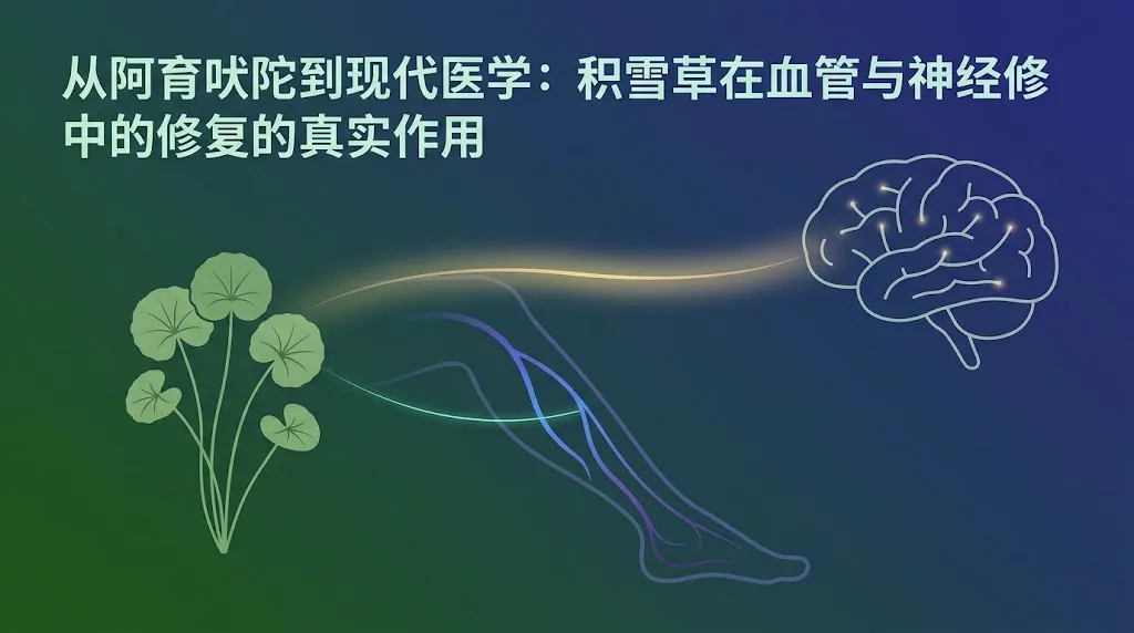 从阿育吠陀到现代医学：积雪草在血管与神经修复中的真实作用